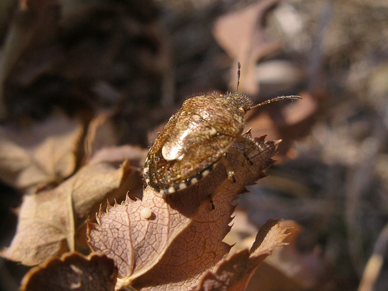 Alcuni eterotteri dei Colli Euganei